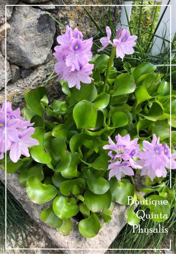 Boutique Quinta Physalis Lägenhet Fenais da Luz Exteriör bild
